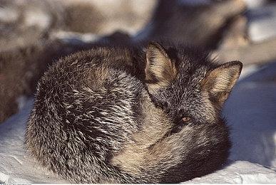 《工人物语：新兴同盟》2023年2月17日登陆PC平台